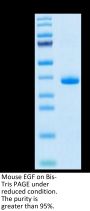 Mouse EGF Protein (EGF-MM202)