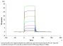 Human Ephrin-A4/EFNA4 Protein (EPA-HM104)