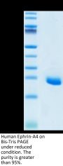 Human Ephrin-A4/EFNA4 Protein (EPA-HM104)