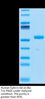 Human Ephrin-A4/EFNA4 Protein (EPA-HM204)
