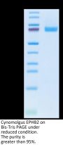 Cynomolgus EPHB2 Protein (EPH-CM102)