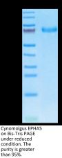 Cynomolgus EPHA5 Protein (EPH-CM1A5)