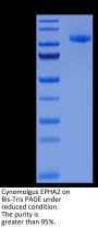 Cynomolgus EPHA2 Protein (EPH-CM2A2)