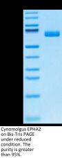 Cynomolgus EPHA2 Protein (EPH-CM4A2)