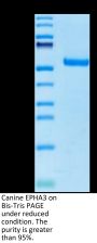 Canine EPHA3 Protein (EPH-DM101)
