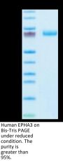 Human EPHA3 Protein (EPH-HM1A3)