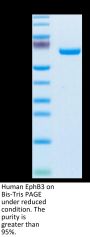 Human EphB3 Protein (EPH-HM1B3)