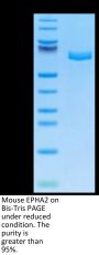 Mouse EPHA2 Protein (EPH-MM1A2)