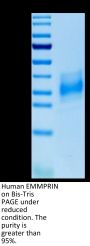 Human EMMPRIN/CD147 Protein (EPN-HM147)