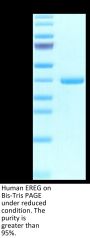 Human EREG Protein (ERE-HM201)