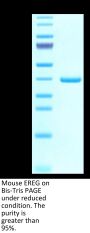 Mouse EREG Protein (ERE-MM201)