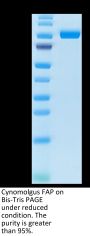 Cynomolgus FAP Protein (FAP-CM101)