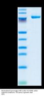 Biotinylated Cynomolgus FAP Protein (FAP-CM401B)