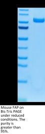 Mouse FAP Protein (FAP-MM101)