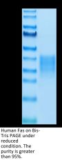 Human Fas/TNFRSF6/CD95 Protein (FAS-HM101)
