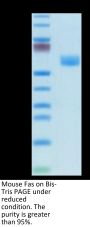Mouse Fas/TNFRSF6/CD95 Protein (FAS-MM201)
