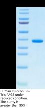 Human FDPS Protein (FDS-HE001)