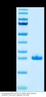 Cynomolgus FGF21 Protein (FGF-CM121)
