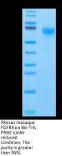 Rhesus macaque FGFR4 Protein (FGF-CM1R4)