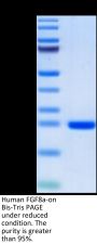 Human FGF8a Protein (FGF-HE08A)