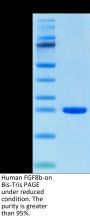 Human FGF8b Protein (FGF-HE08B)