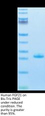 Human FGF21 Protein (FGF-HM121)
