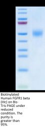 Biotinylated Human FGFR1 beta (IIIc) Protein (FGF-HM41CB)
