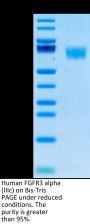Human FGFR3 alpha (IIIc) Protein, Ultra Low Endotoxin (FGF-HM43C-UL)