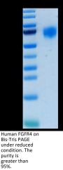 Human FGFR4 Protein (FGF-HM4R4)