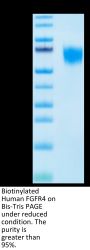 Biotinylated Human FGFR4 Protein (FGF-HM4R4B)