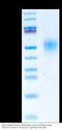 Biotinylated Human FGFR4 beta Protein (FGF-HM4RBB)