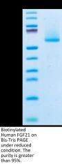 Biotinylated Human FGF21 Protein (FGF-HM621B)