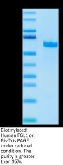 Biotinylated Human FGL1 Protein (Primary Amine Labeling) (FGL-HM211B)