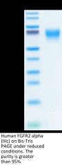 Human FGFR2 alpha (IIIc) Protein (FGR-HM2CD)