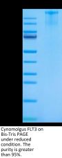Cynomolgus FLT3/Flk-2 Protein (FLT-CM230)