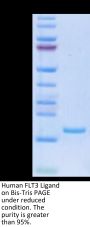 Human FLT3 Ligand Protein (FLT-HE03L)