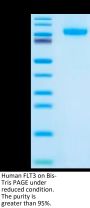 Human FLT3/Flk-2 Protein (FLT-HM130)