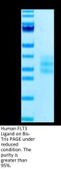 Human FLT3 Ligand Protein (FLT-HM13L)