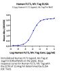 Human FLT3/Flk-2 Protein (FLT-HM230)