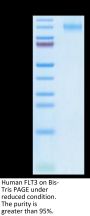 Human FLT3/Flk-2 Protein (FLT-HM230)