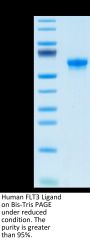 Human FLT3 Ligand Protein (FLT-HM23L)
