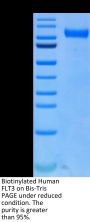 Biotinylated Human FLT3/Flk-2 Protein (FLT-HM430B)