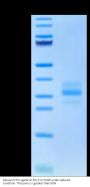 Mouse FLT3 Ligand Protein (FLT-MM13L)