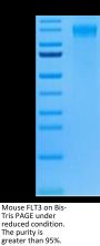 Mouse FLT3/Flk-2 Protein (FLT-MM230)