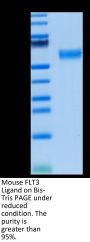 Mouse FLT3 Ligand Protein (FLT-MM23L)