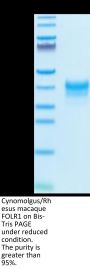 Cynomolgus/Rhesus macaque FOLR1 Protein (FOL-CM1R1)