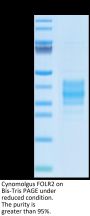 Cynomolgus FOLR2 Protein (FOL-CM1R2)