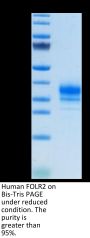 Human FOLR2 Protein (FOL-HM1R2)