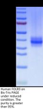 Human FOLR3 Protein (FOL-HM1R3)