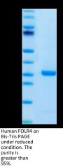 Human FOLR4/Juno Protein (FOL-HM1R4)
